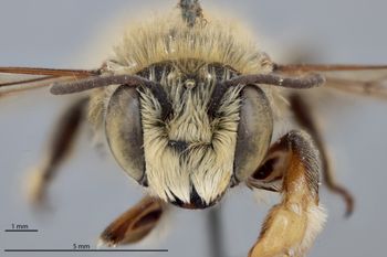 Media type: image;   Entomology 785774 Aspect: head frontal view
